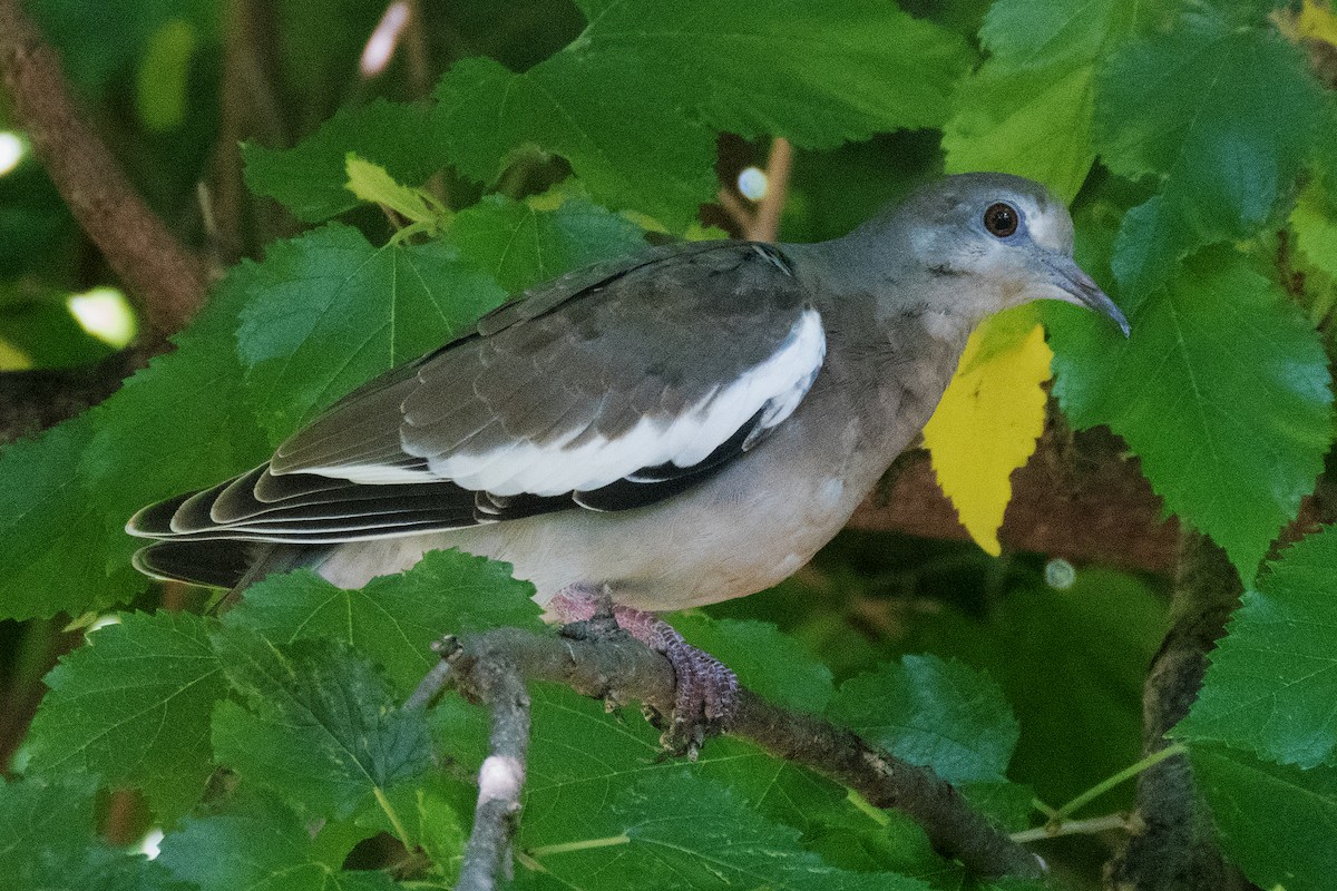 White-winged Dove - ML109152661