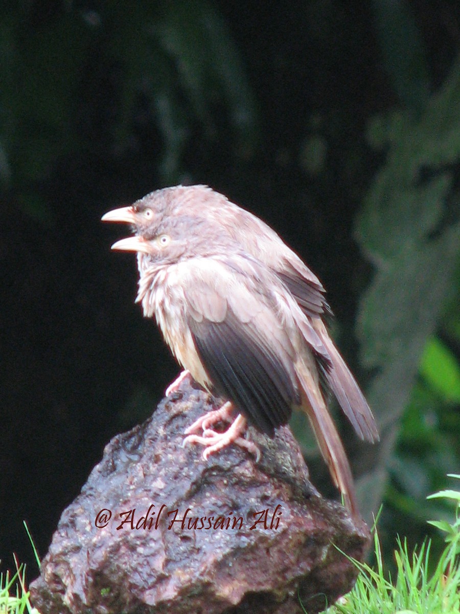 Jungle Babbler (Black-winged) - ML109152731