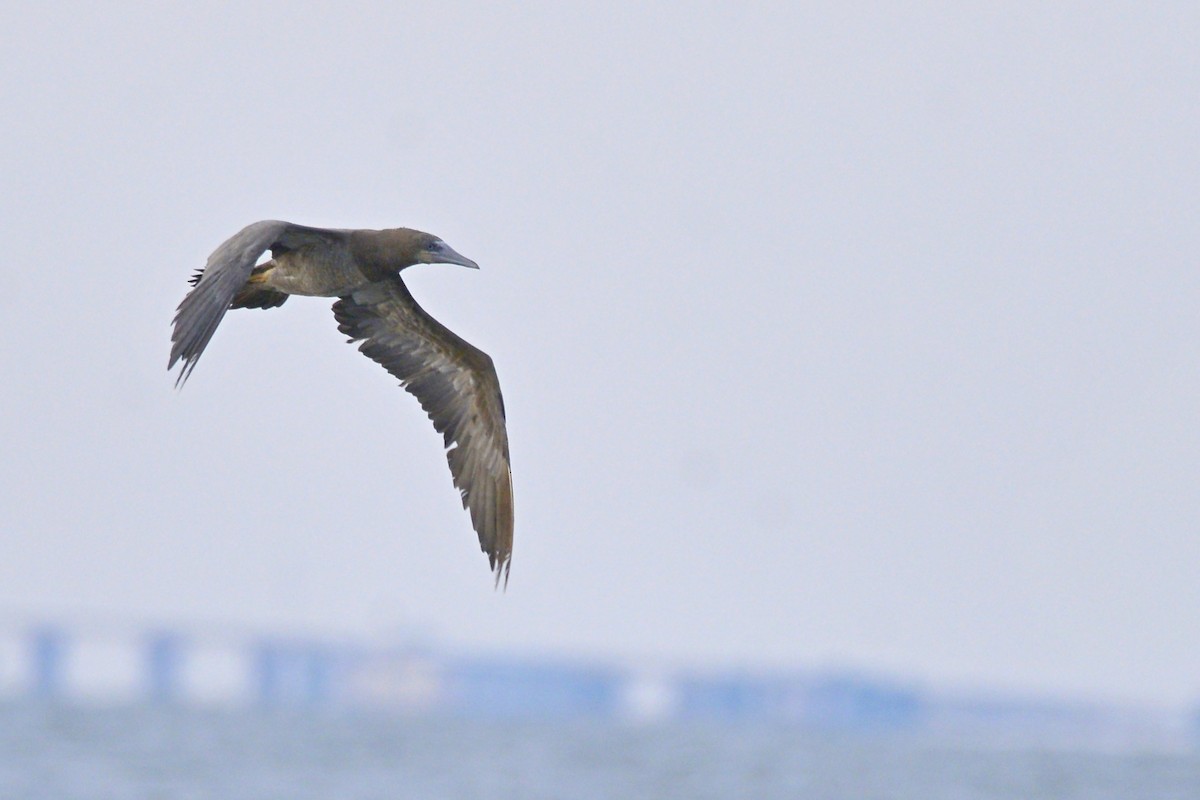 Brown Booby - ML109153431
