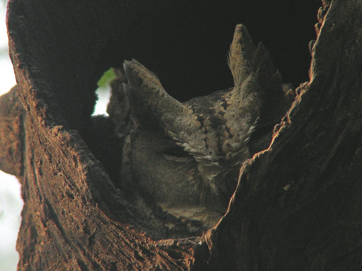Indian Scops-Owl - Guy Poisson