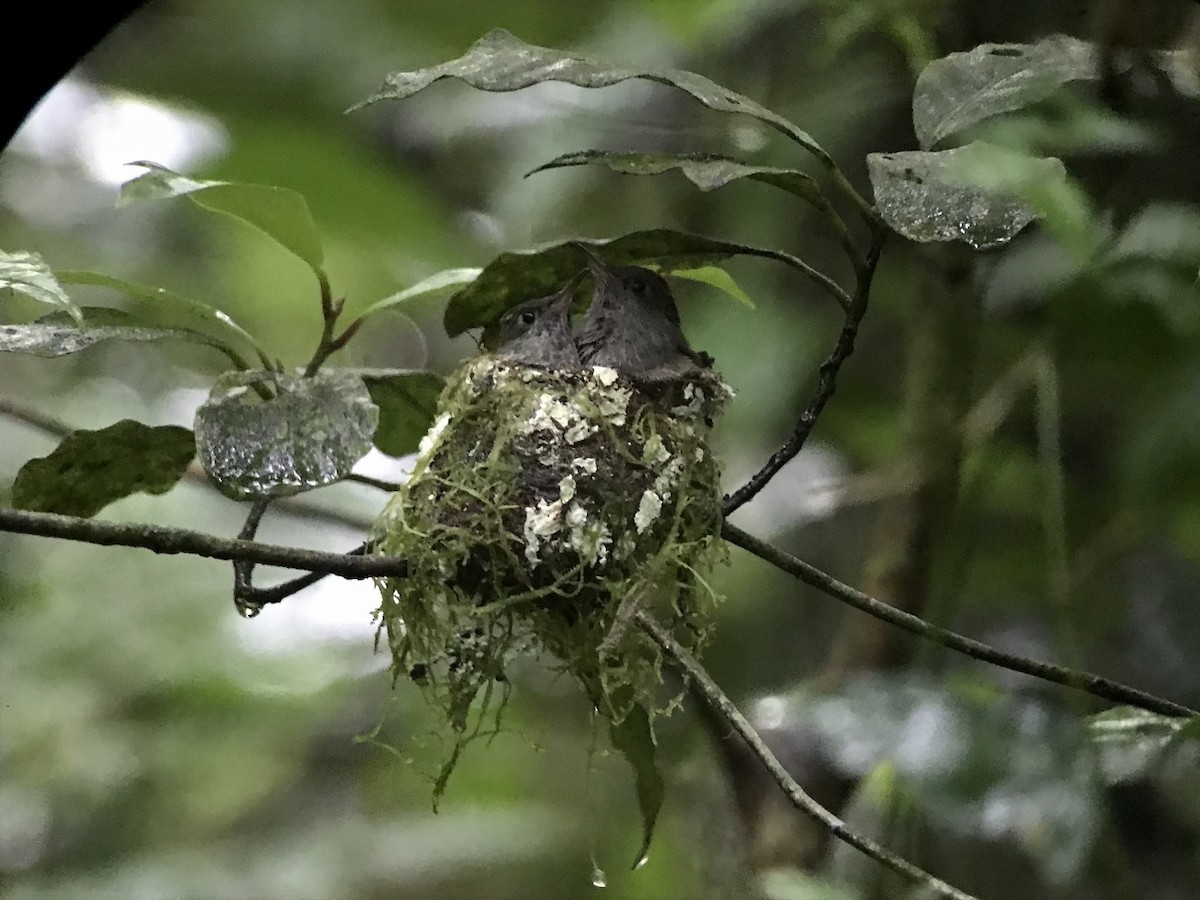 Stripe-tailed Hummingbird - ML109157571