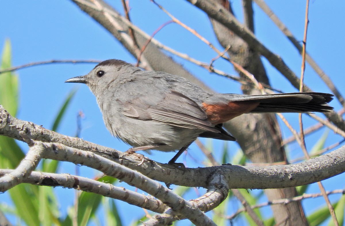 Gray Catbird - Tresa Moulton