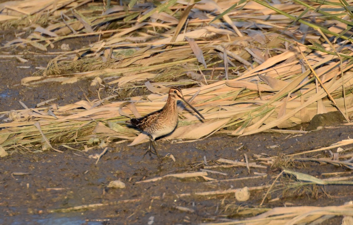 Common Snipe - A Emmerson