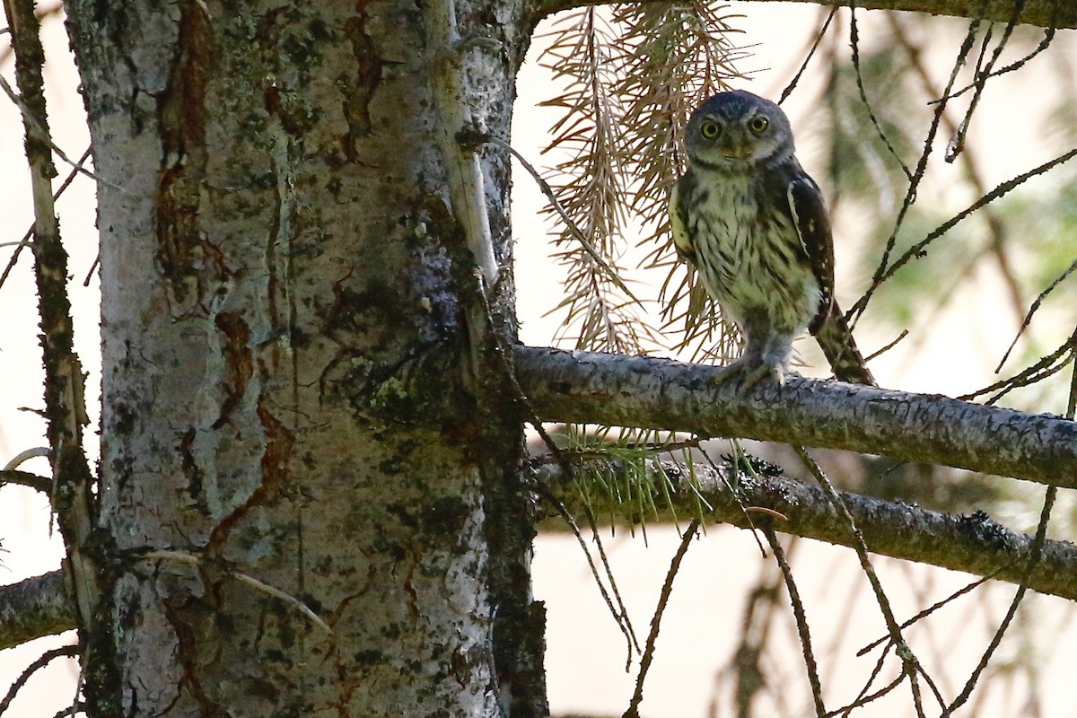 Northern Pygmy-Owl - ML109158631