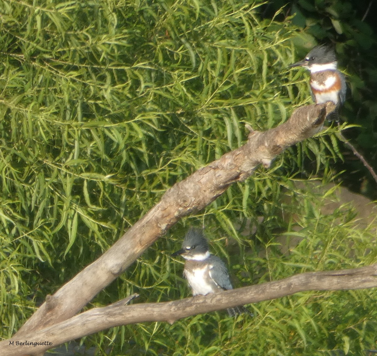 Belted Kingfisher - ML109158771