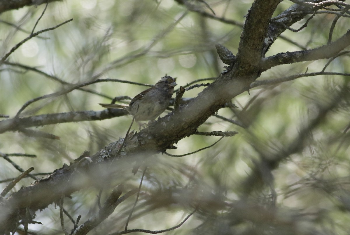 White-throated Sparrow - Phillip Odum