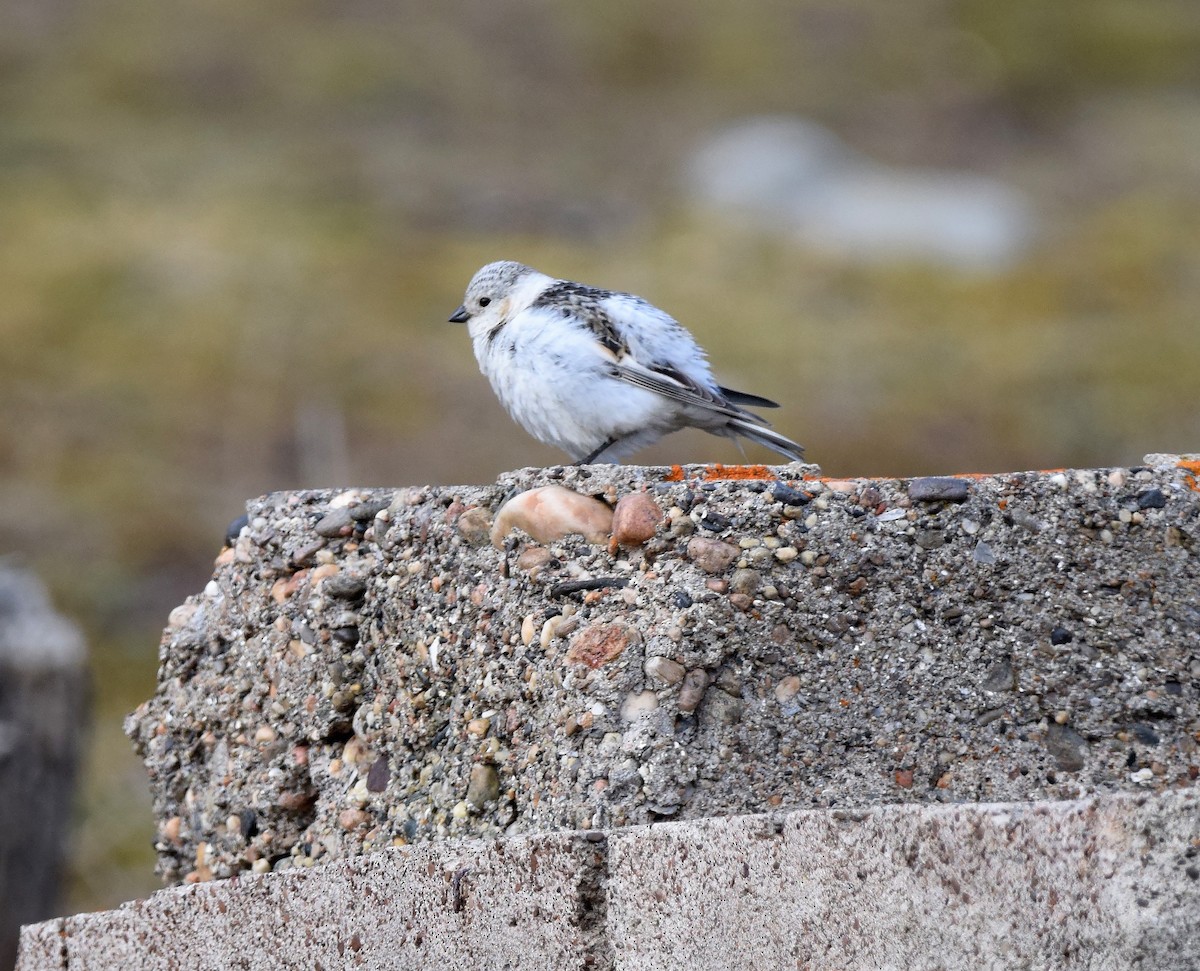 Snow Bunting - A Emmerson