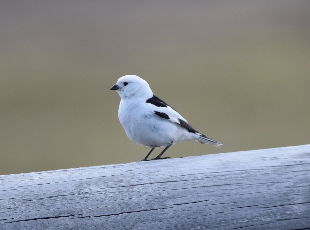 Snow Bunting - A Emmerson