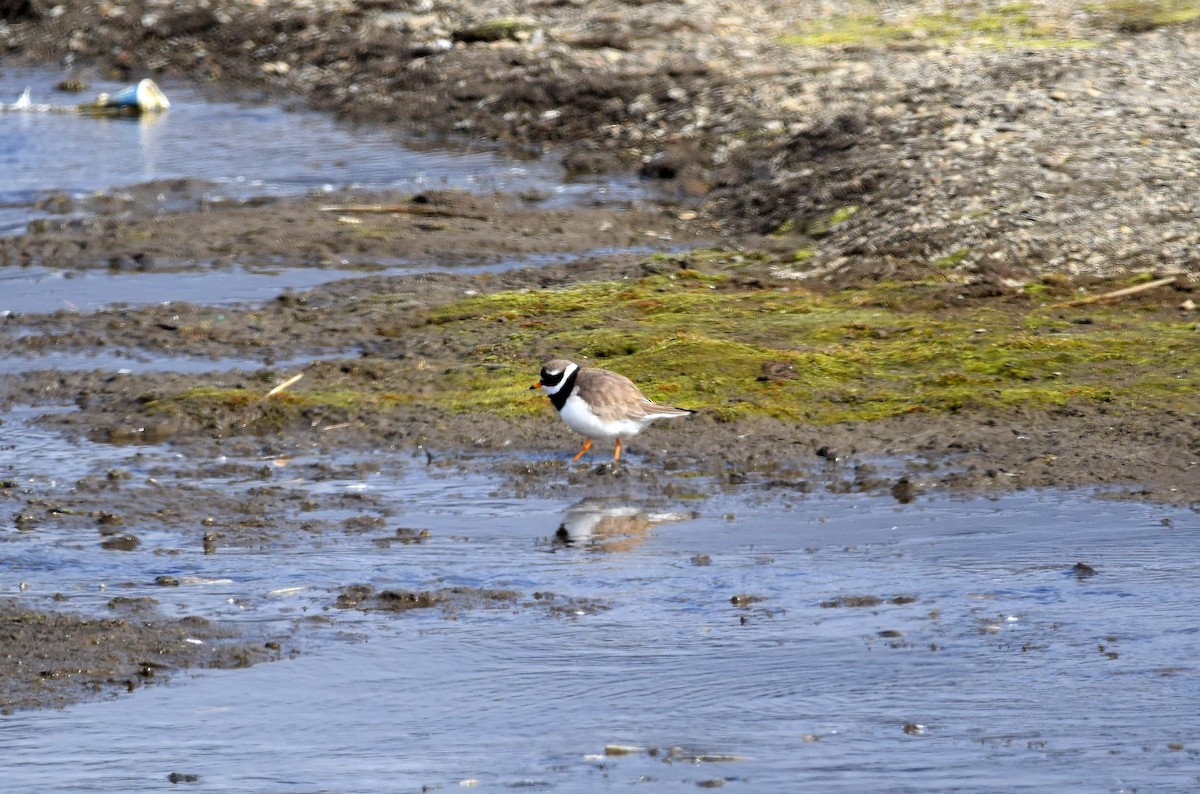 Common Ringed Plover - A Emmerson