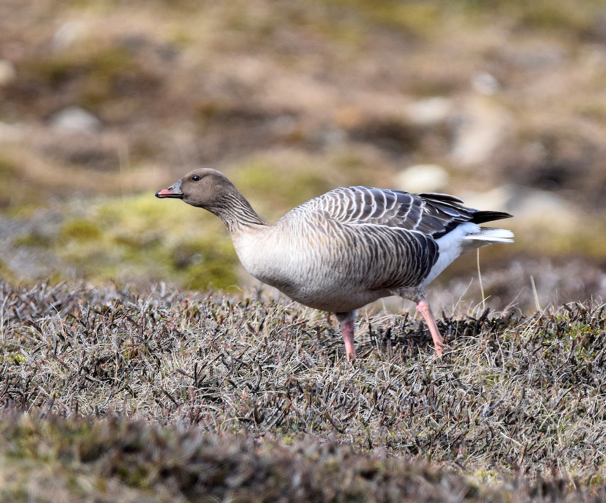Pink-footed Goose - A Emmerson