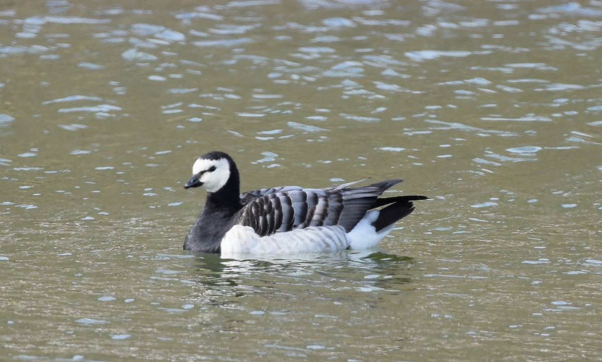 Barnacle Goose - A Emmerson