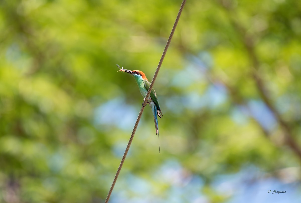 Rufous-crowned Bee-eater - Shailesh Pinto