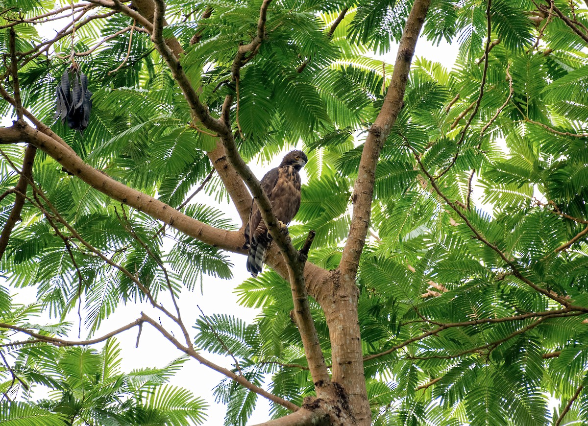 Philippine Hawk-Eagle - Shailesh Pinto