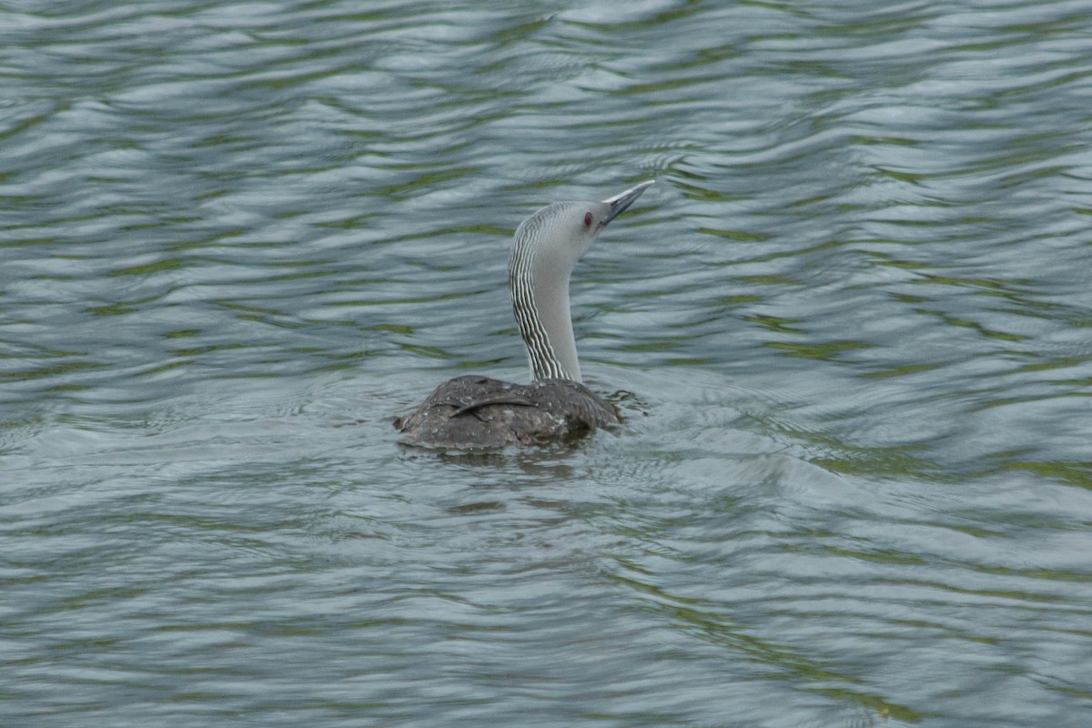 Red-throated Loon - Joshua Little