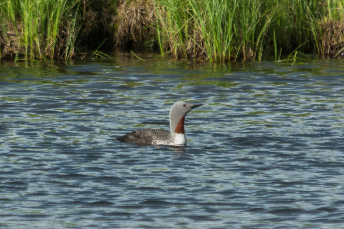 Red-throated Loon - Joshua Little