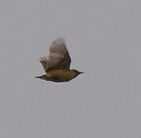 Wing-snapping Cisticola - Simon Carter