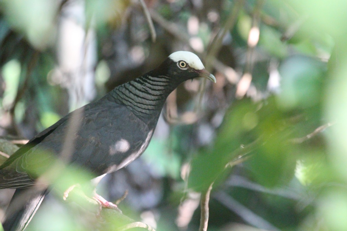 White-crowned Pigeon - Holden Maxfield