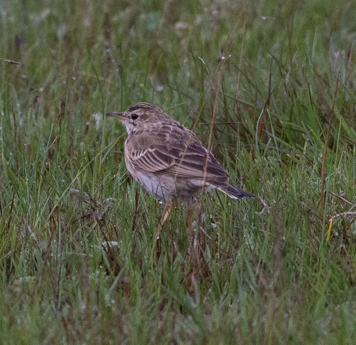 Pipit africain - ML109166251