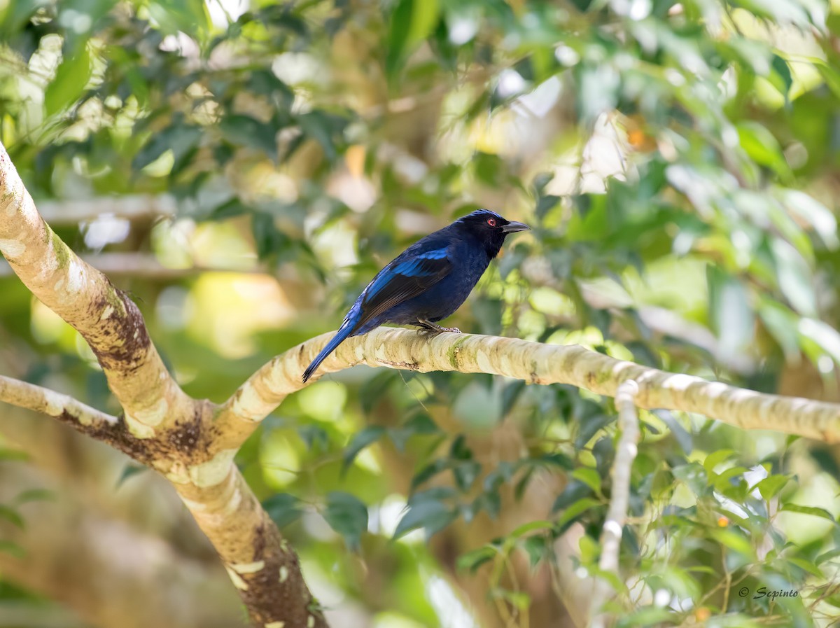 Philippine Fairy-bluebird - Shailesh Pinto