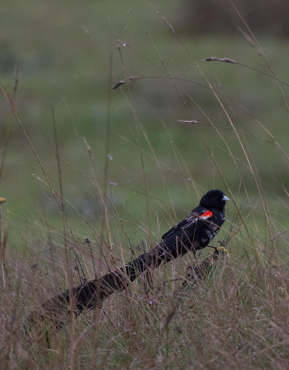 Long-tailed Widowbird - Simon Carter