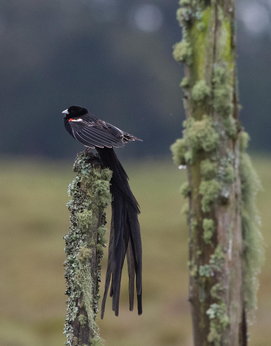Long-tailed Widowbird - ML109166331