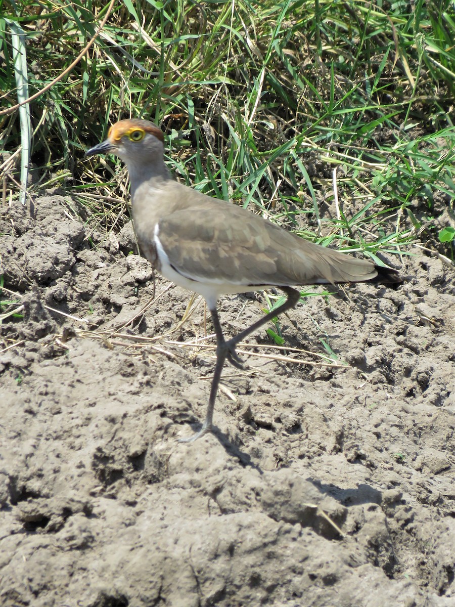 Brown-chested Lapwing - ML109167571
