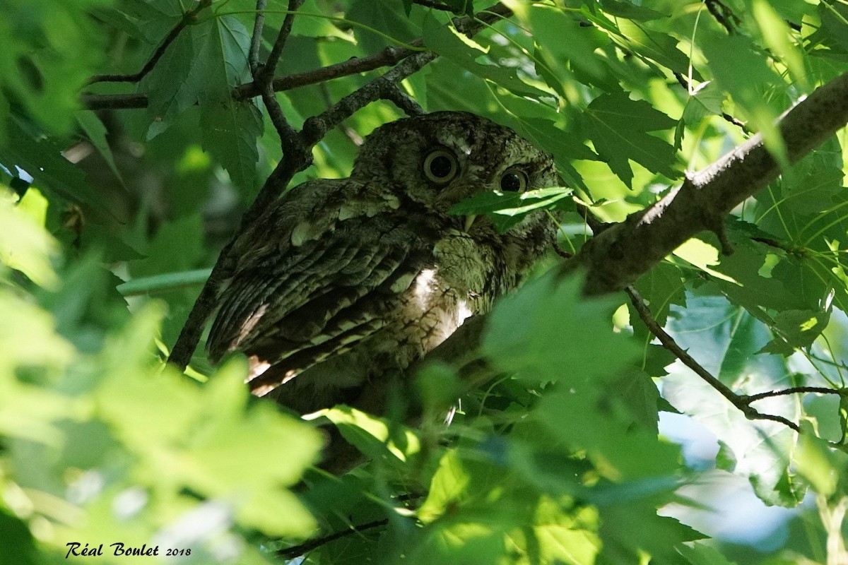 Eastern Screech-Owl - Réal Boulet 🦆