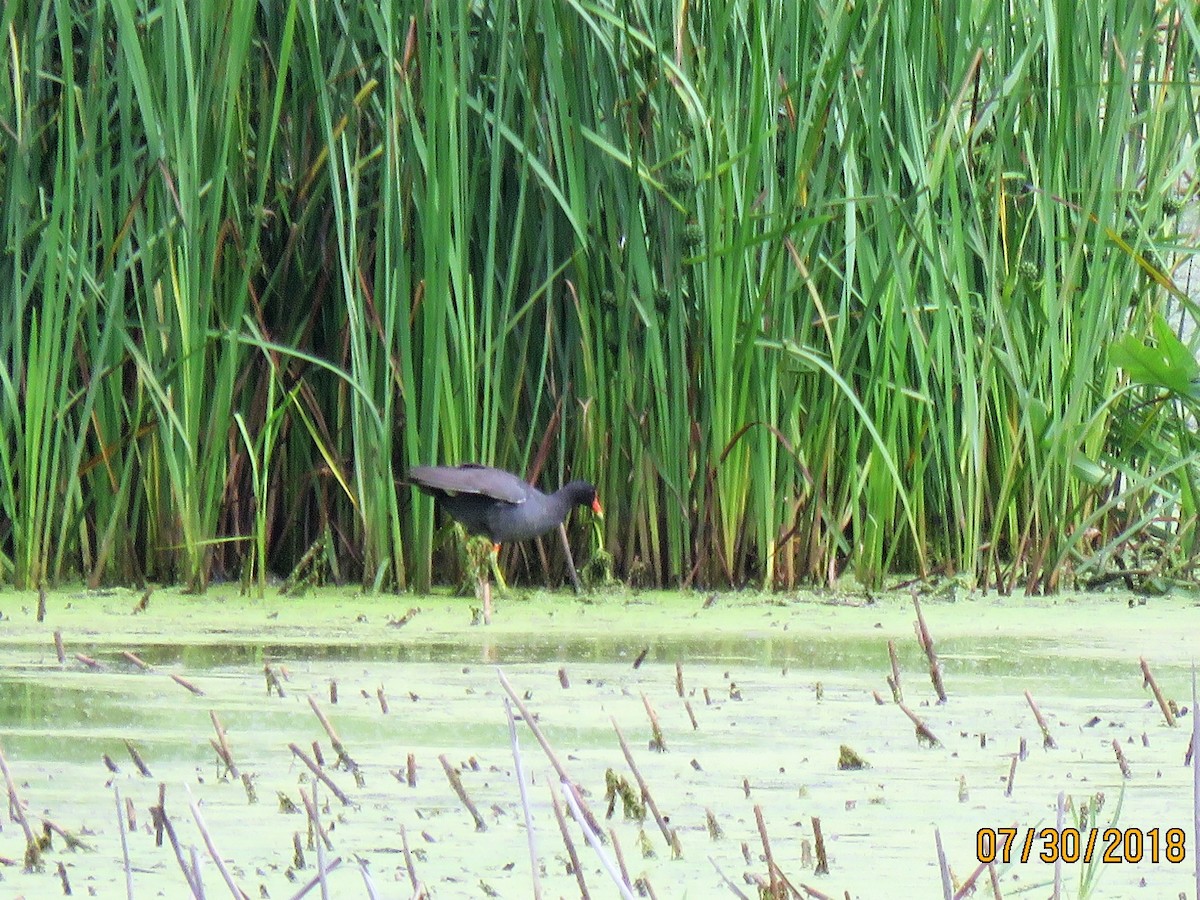 Common Gallinule - dave chase