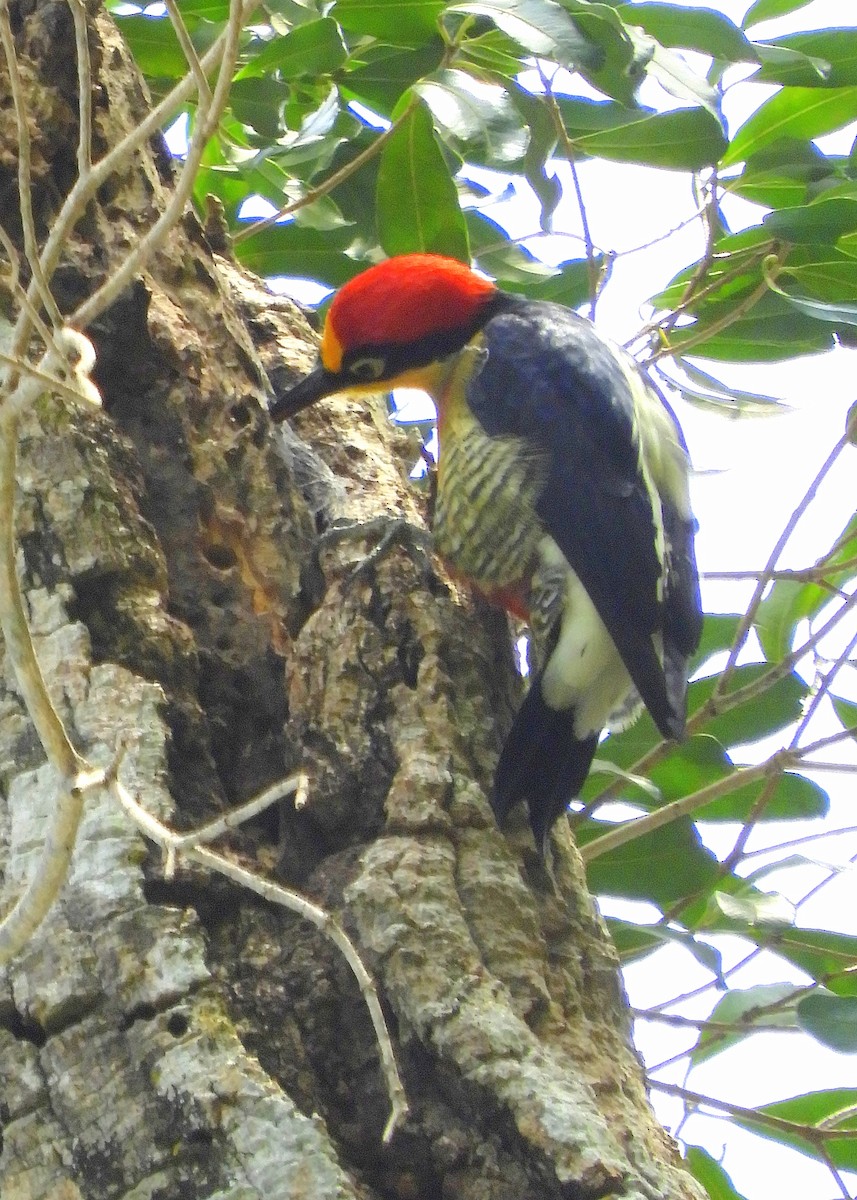 Yellow-fronted Woodpecker - ML109169351