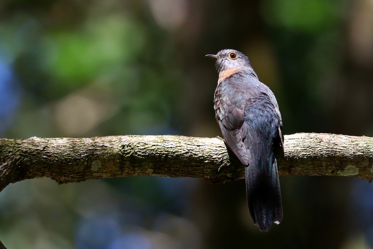 Brush Cuckoo (Sulawesi) - ML109169801