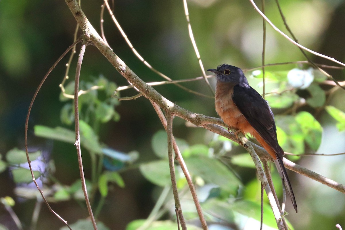 Brush Cuckoo (Sulawesi) - ML109169821