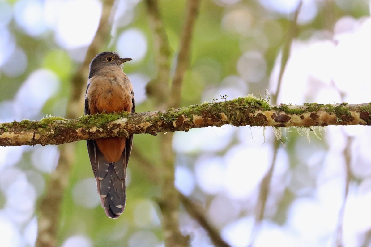 Brush Cuckoo (Sulawesi) - ML109169831