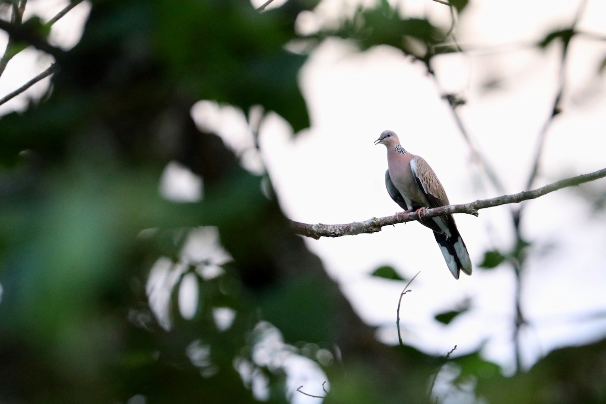 Spotted Dove - ML109171651