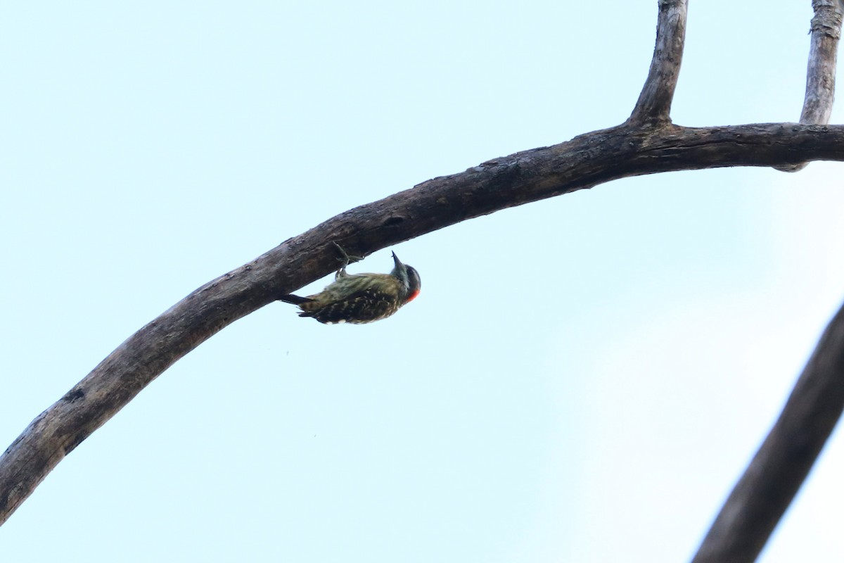 Sulawesi Pygmy Woodpecker - Julien Lamouroux