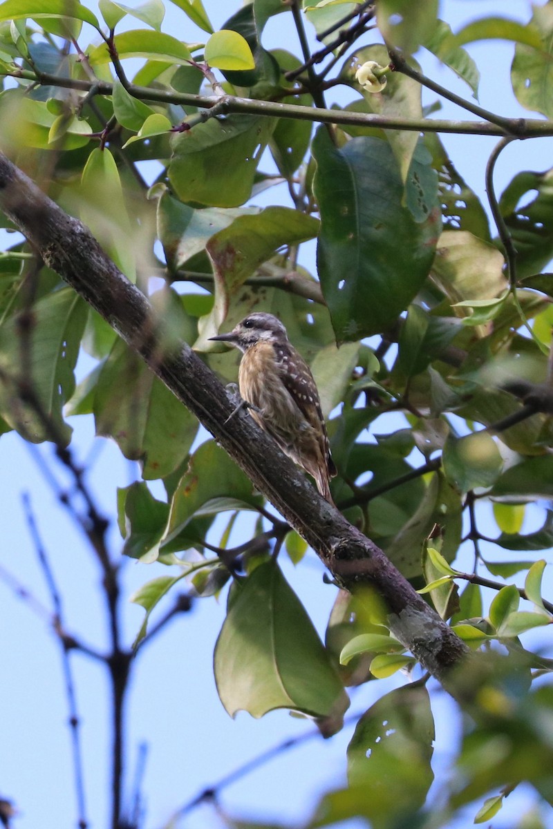 Sulawesi Pygmy Woodpecker - ML109171981