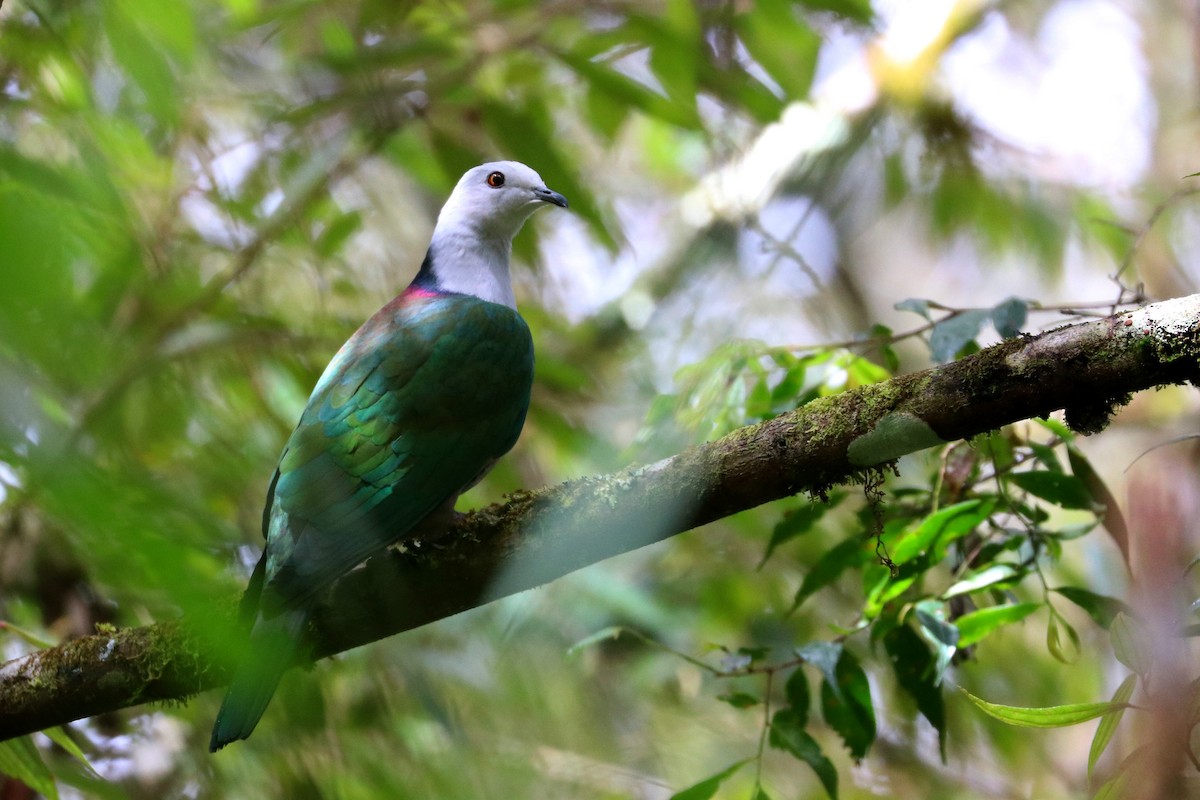 Gray-headed Imperial-Pigeon - ML109172391
