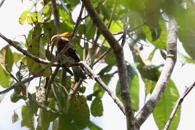 ‘Lore Lindu Serin;' presumably male. - Indonesian Serin - 