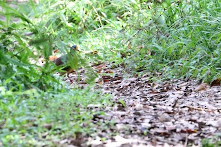  - Sulawesi Ground Dove