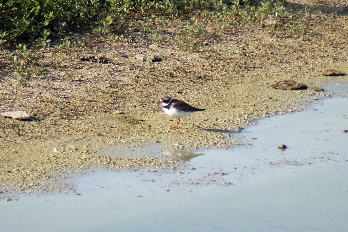 Semipalmated Plover - ML109179131