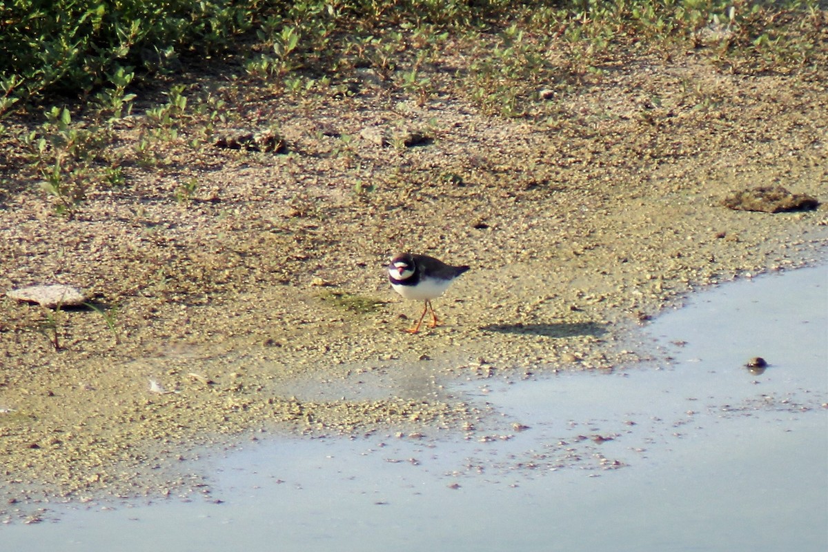 Semipalmated Plover - ML109179141