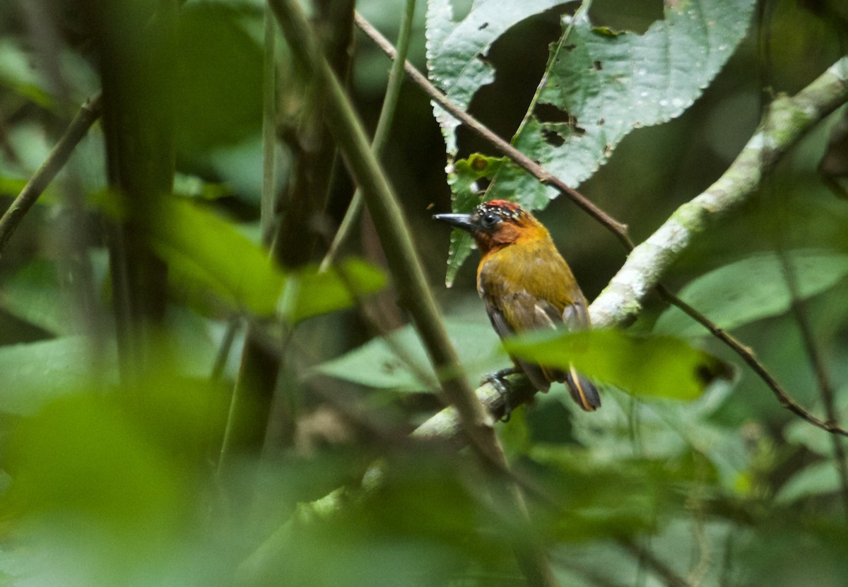 Rufous-breasted Piculet - ML109181001