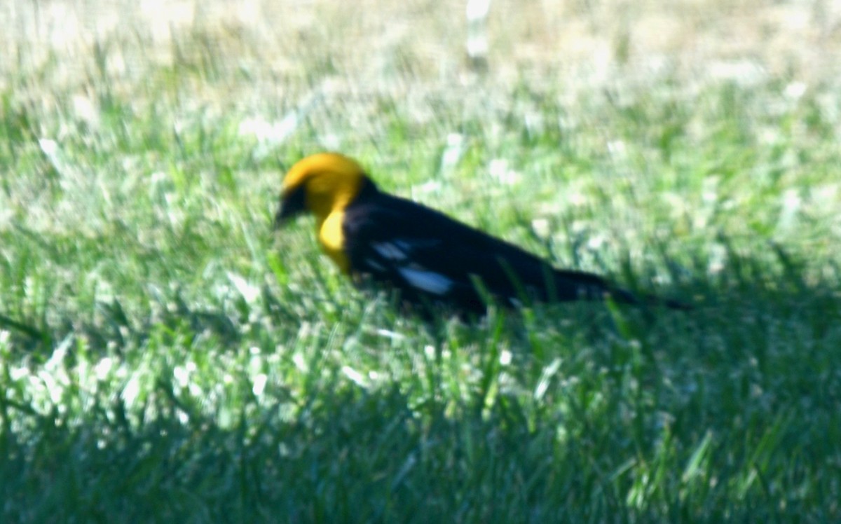 Yellow-headed Blackbird - ML109181951