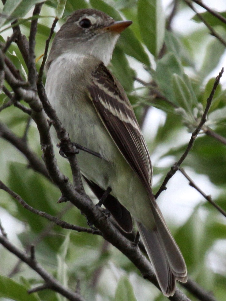 Willow Flycatcher - Greg Page