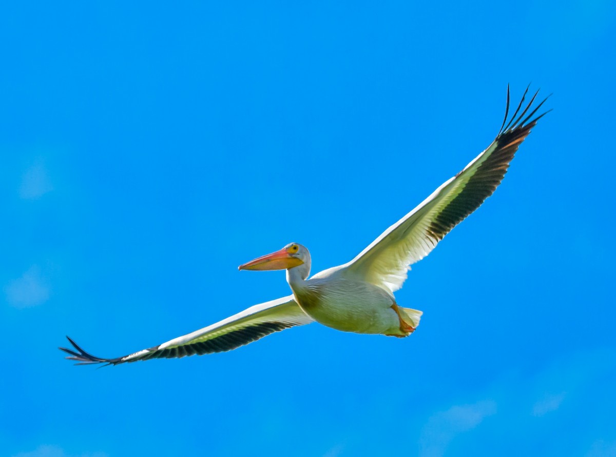 American White Pelican - Jim Merritt