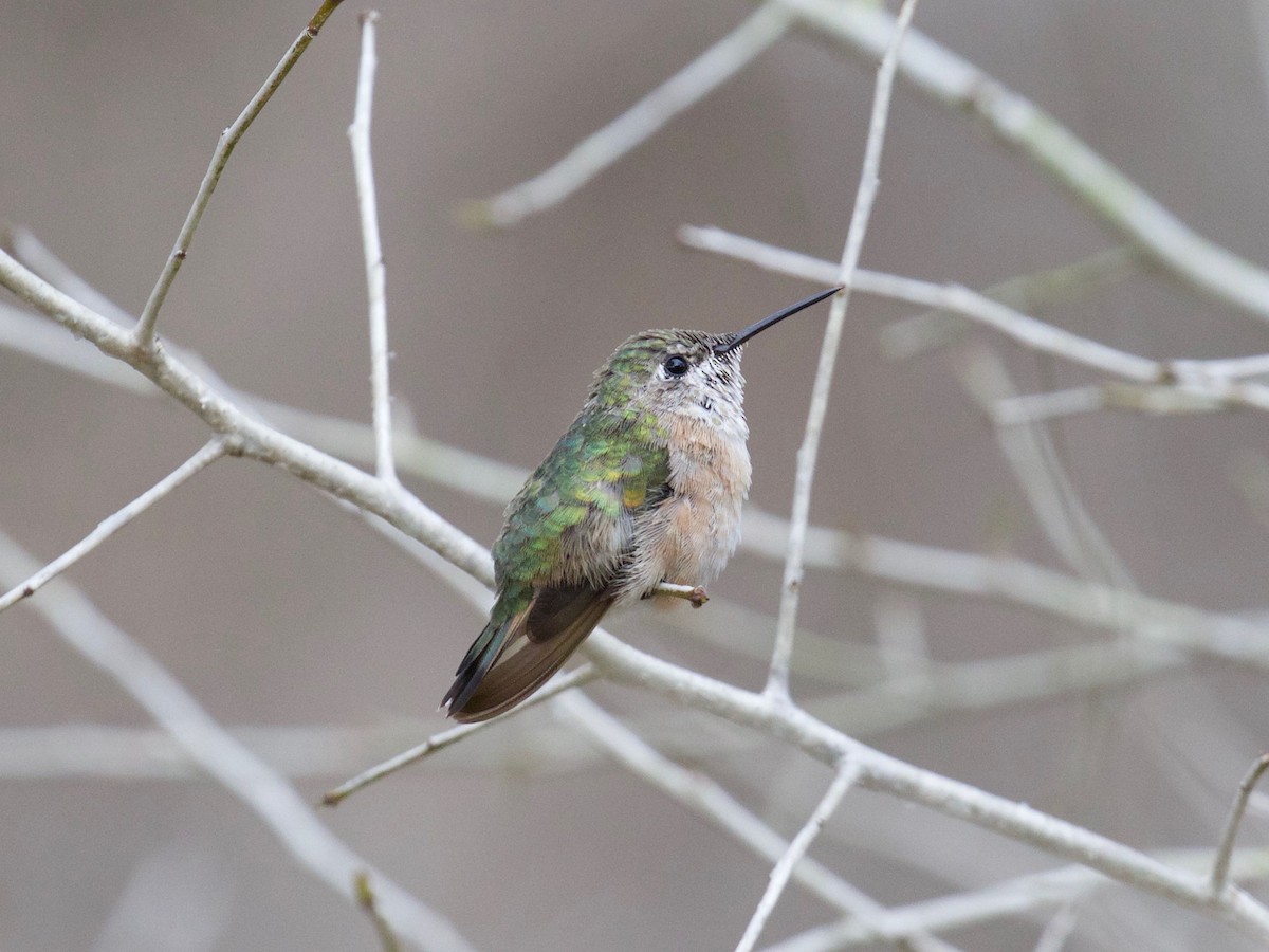 Calliope Hummingbird - ML109188991