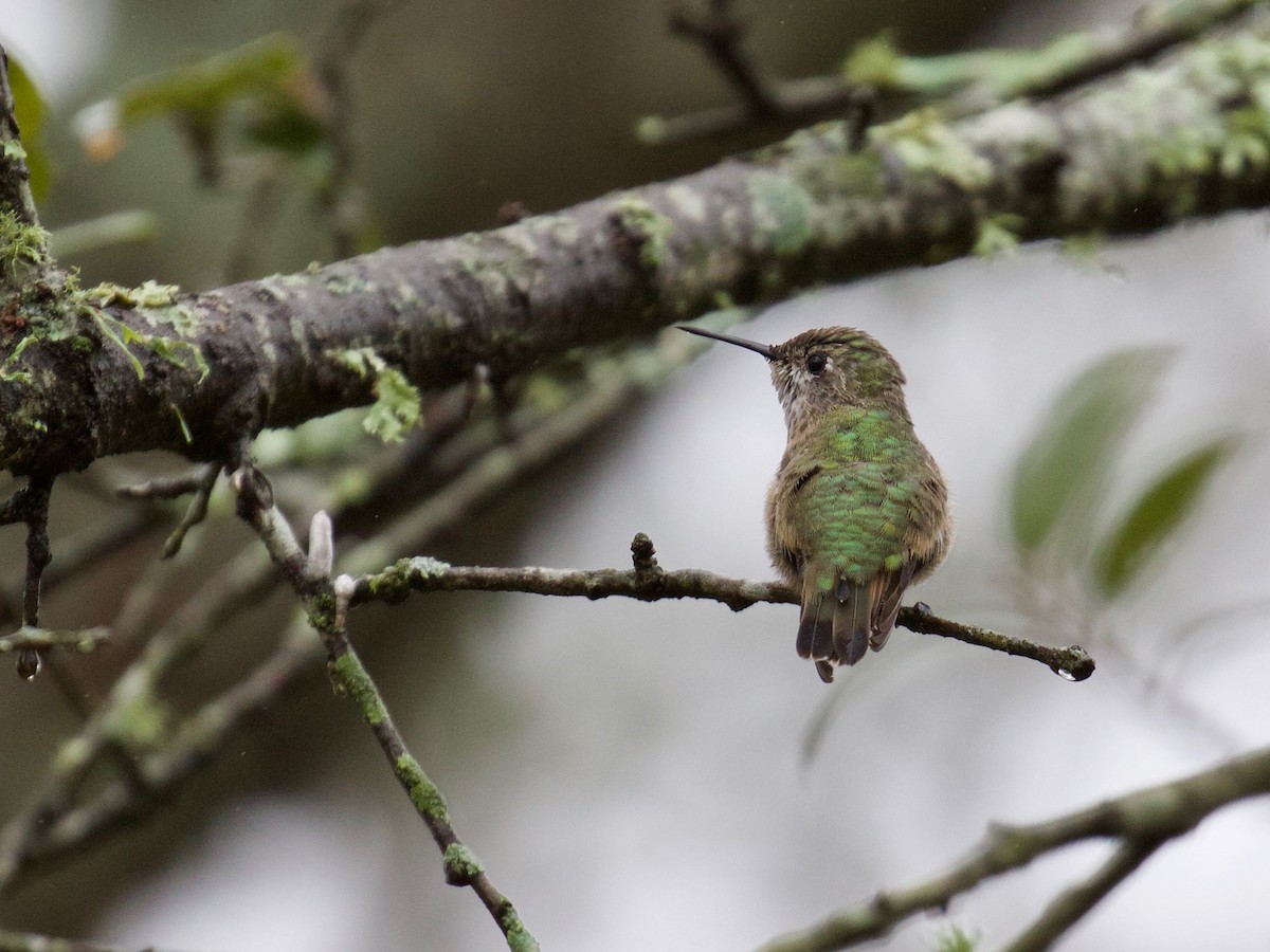 Calliope Hummingbird - ML109189661