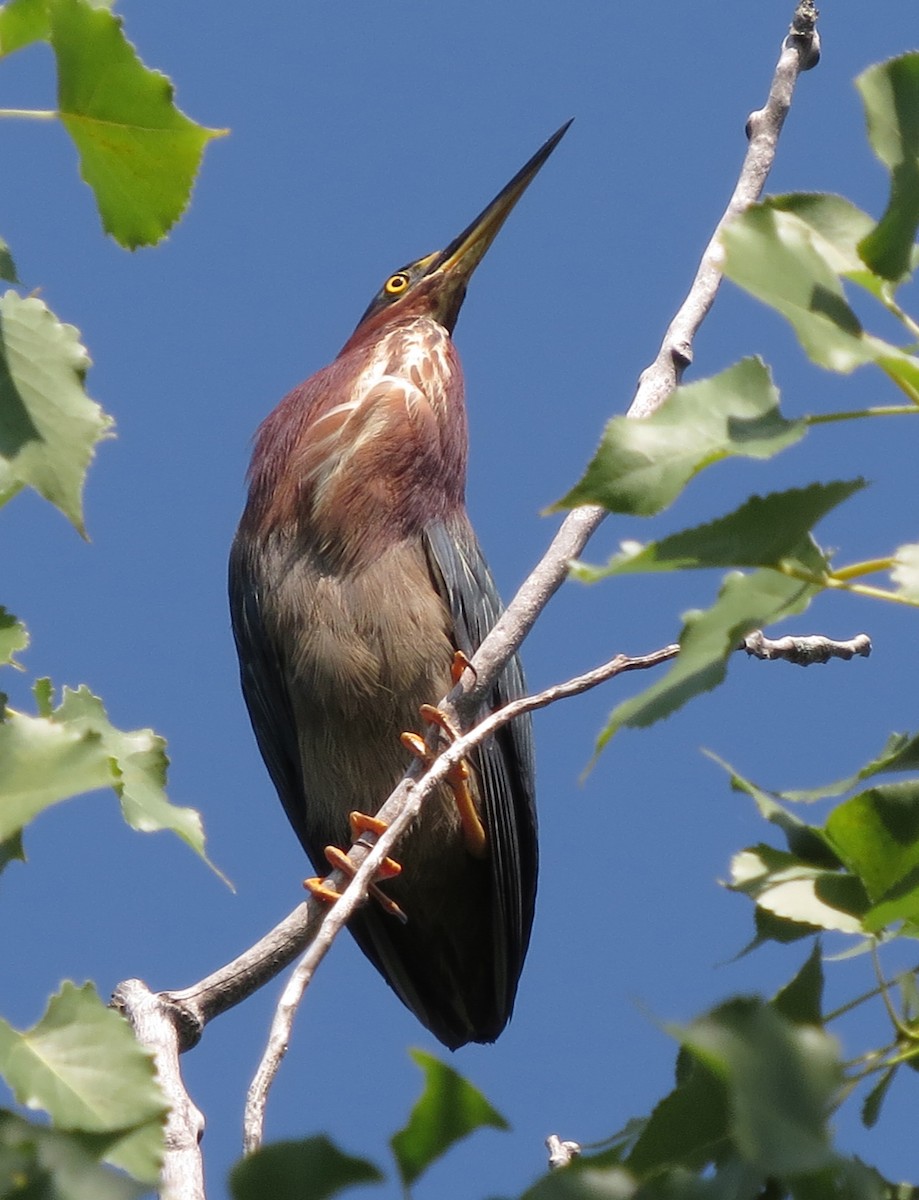 Green Heron - Amy Lawes