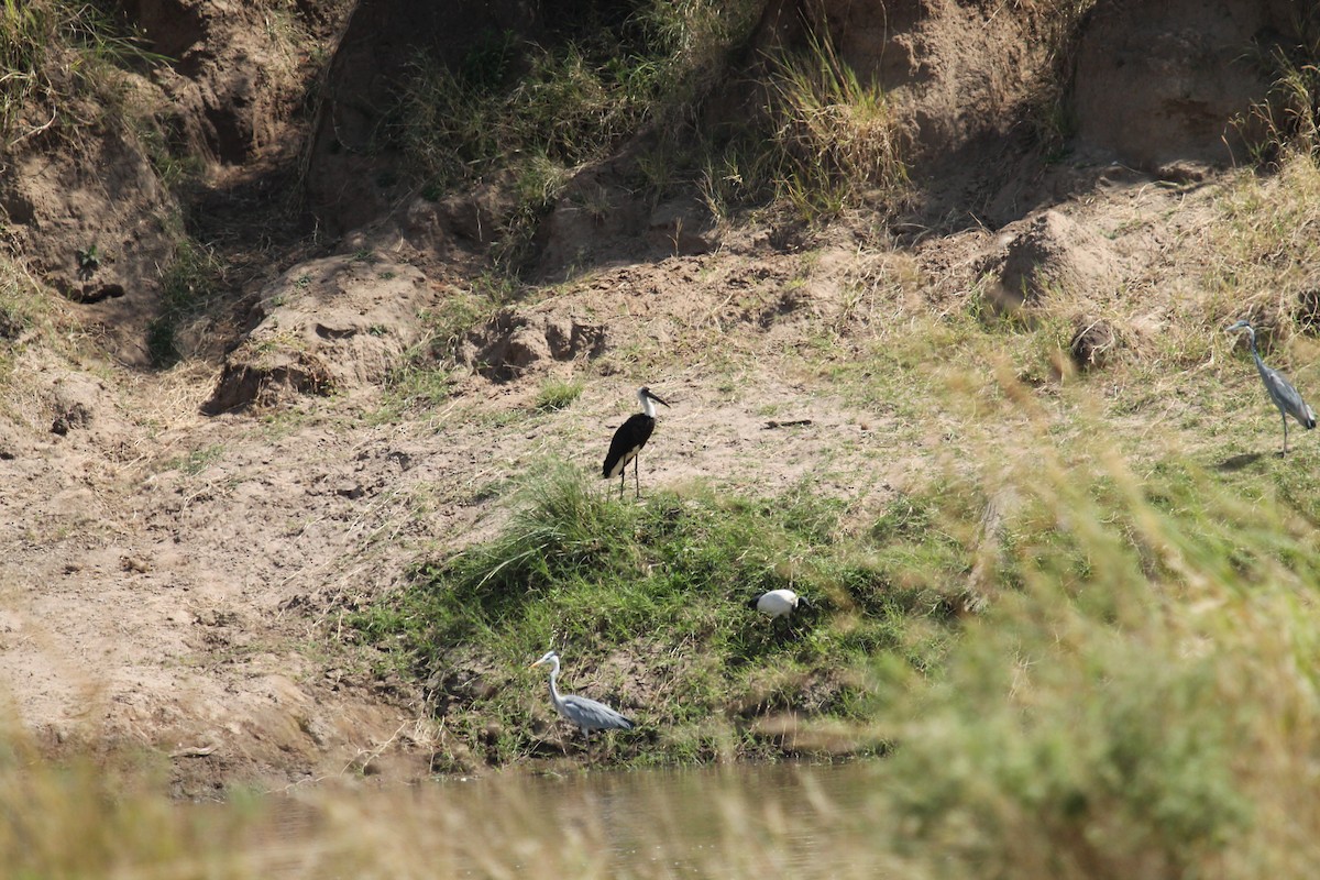 African Woolly-necked Stork - ML109190251