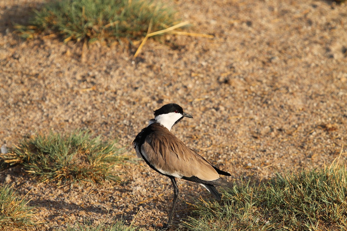 Spur-winged Lapwing - ML109191821