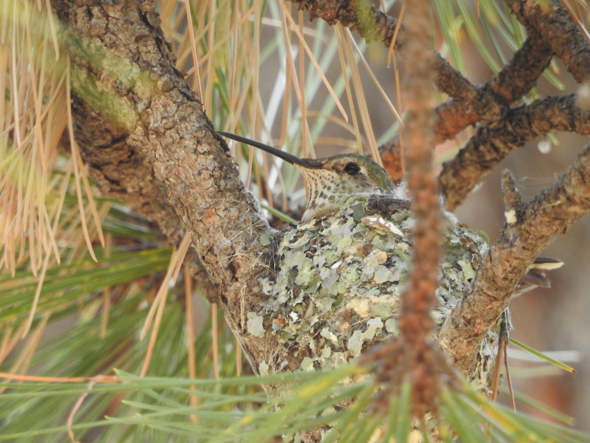 Broad-tailed Hummingbird - ML109197091